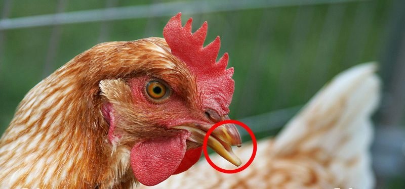 Người nuôi nên cắt mỏ gà vào buổi tối