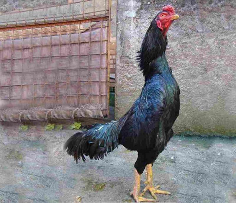 Gà giống Shamo rất máu chiến và rất ít khi bỏ chạy