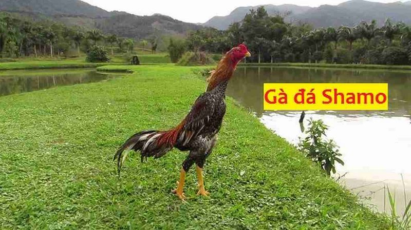 Gà Shamo được xem là Quân Kê bởi hình dáng bên ngoài rất oai vệ