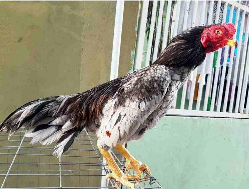 Chu-Shamo là giống gà từ thời nhà Minh được du nhập vào Nhật Bản