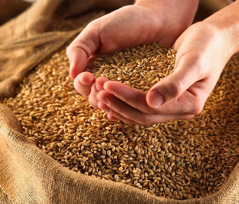 Thóc lúa - thức ăn cho gà nhanh lớn