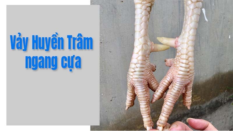 Vảy huyền trâm là thuật ngữ dùng để chỉ một kiểu vảy trên da