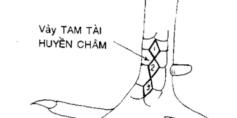 Vảy tam tài huyền trân