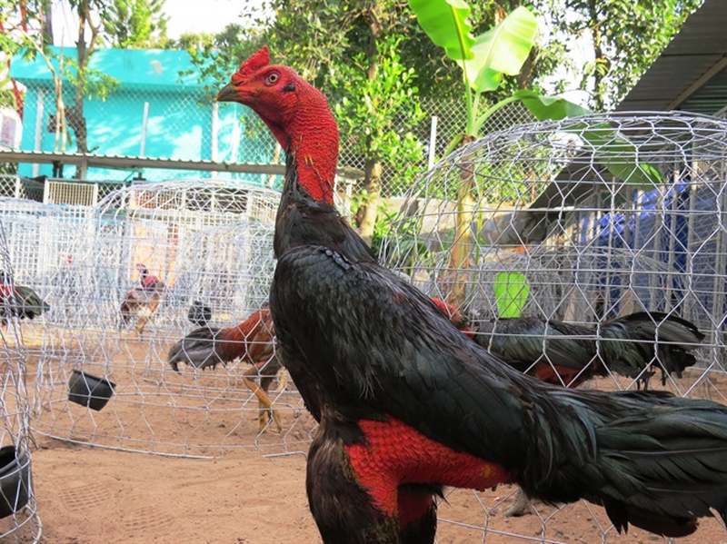 Lịch ăn hàng ngày của gà chọi 5 tháng cần tuân thủ đầy đủ