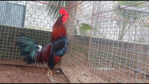 Gà cọp là những con gà có số má trong vùng