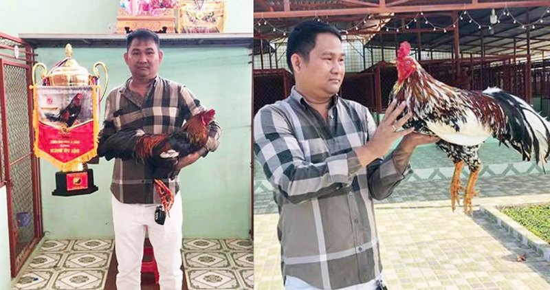 Chỉ những người có tiềm lực mới đủ điều kiện để sở hữu gà cọp