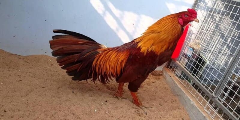 Trở thành gà cọp đơn giản hay phức tạp?