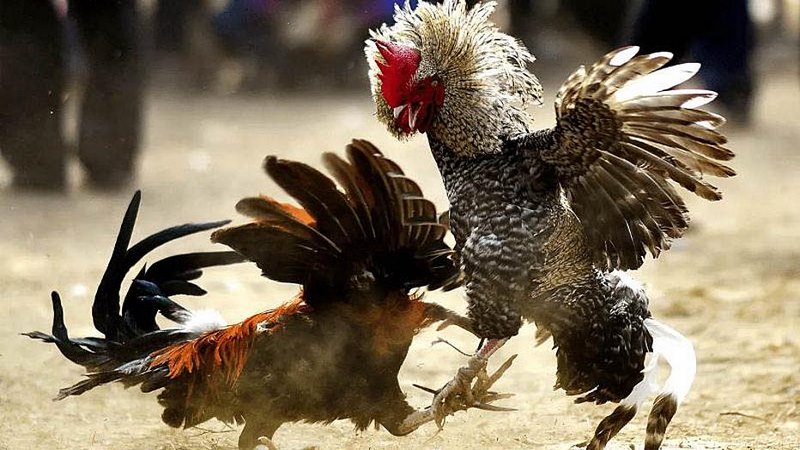 Theo dõi kết quả và nhận phần thưởng từ nhà cái khi thắng cược 