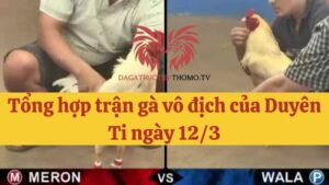 Tổng hợp các trận gà vô địch C3 của anh Duyên Ti