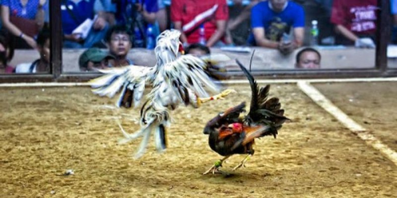 Xổ gà Trực tiếp Long Huỳnh 