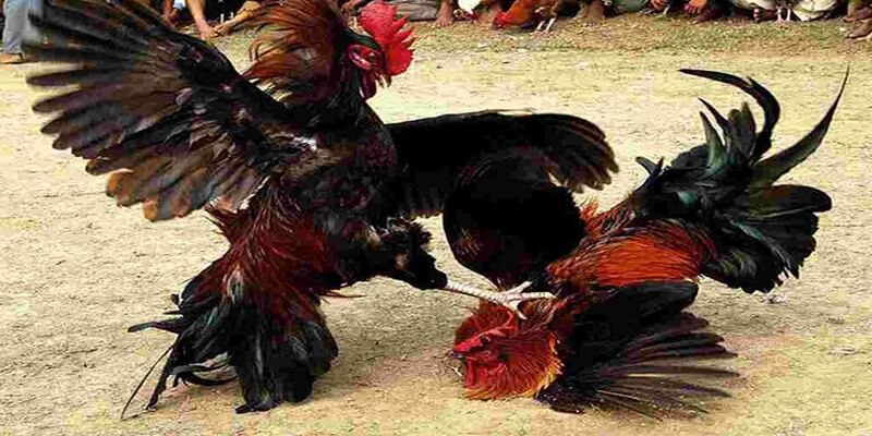 Nhử gà thực hiện tung cựa