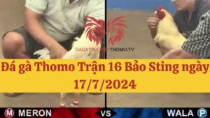 Bào sting 17/7