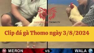 Đá gà Thomo 3/8/2024 - Full clip các trận gà trong ngày