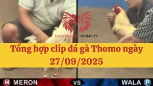 Đá gà Thomo 27/09/2025 - Full clip các trận gà trong ngày