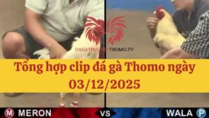 Đá gà Thomo 03/12/2025 - Full clip các trận gà trong ngày