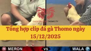 Đá gà Thomo 15/12/2025 - Full clip các trận gà trong ngày