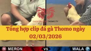 Đá gà Thomo 02/03/2026 - Full clip các trận gà trong ngày